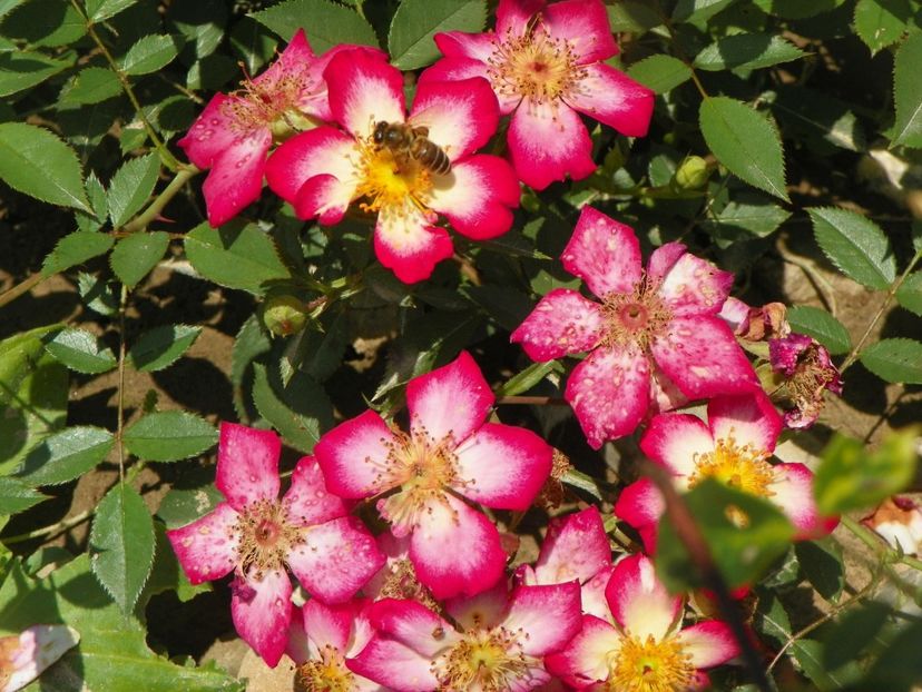 Star Profusion - Trandafiri 2018 2