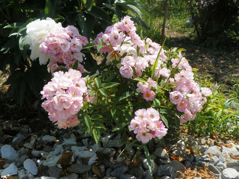 Heavenly Pink - Trandafiri 2018 2