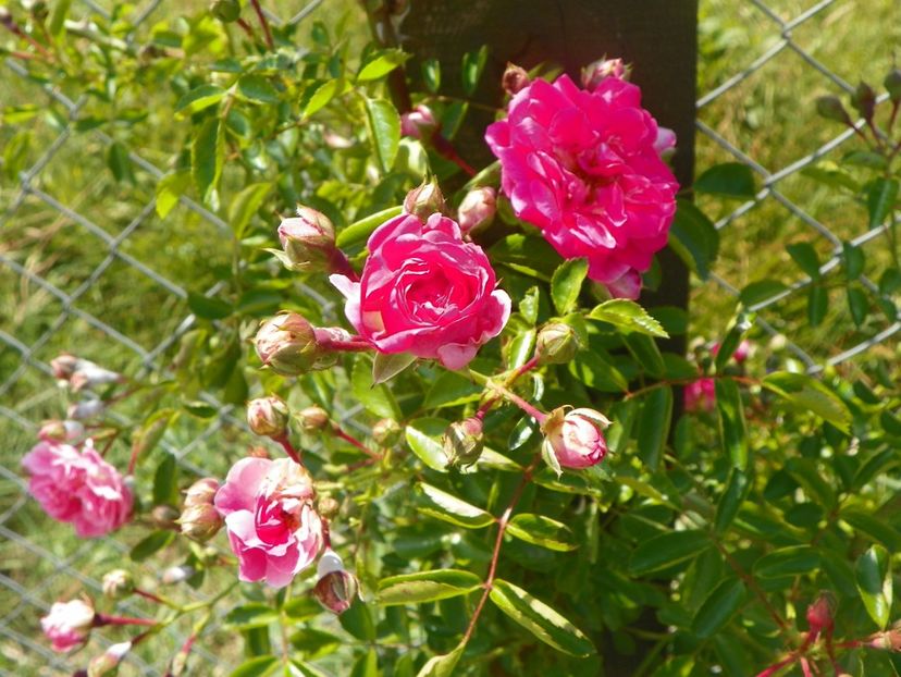 Dorothy Perkins - Trandafiri 2018 2