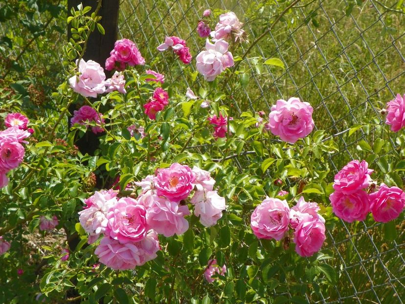 Fragezeichen - Trandafiri 2018 2