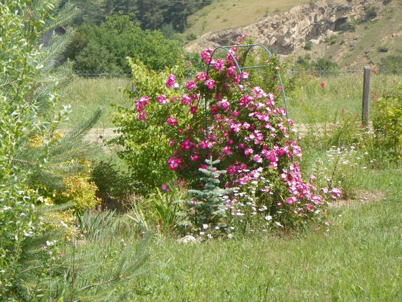 American Pillar - Dobarland 2018 2