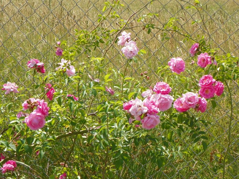 Fragezeichen - Trandafiri 2018 2