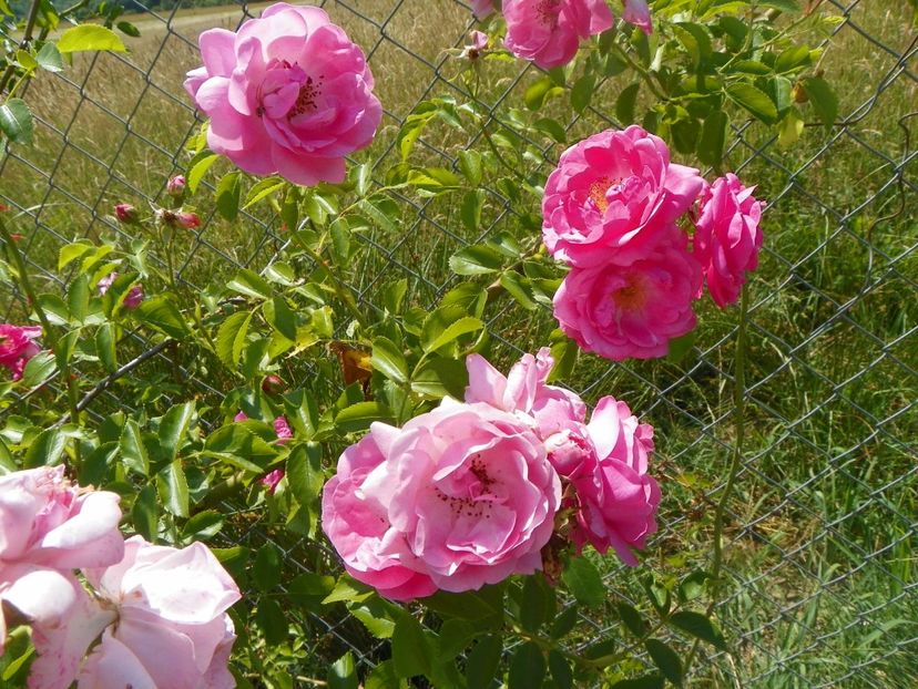 Fragezeichen - Trandafiri 2018 2