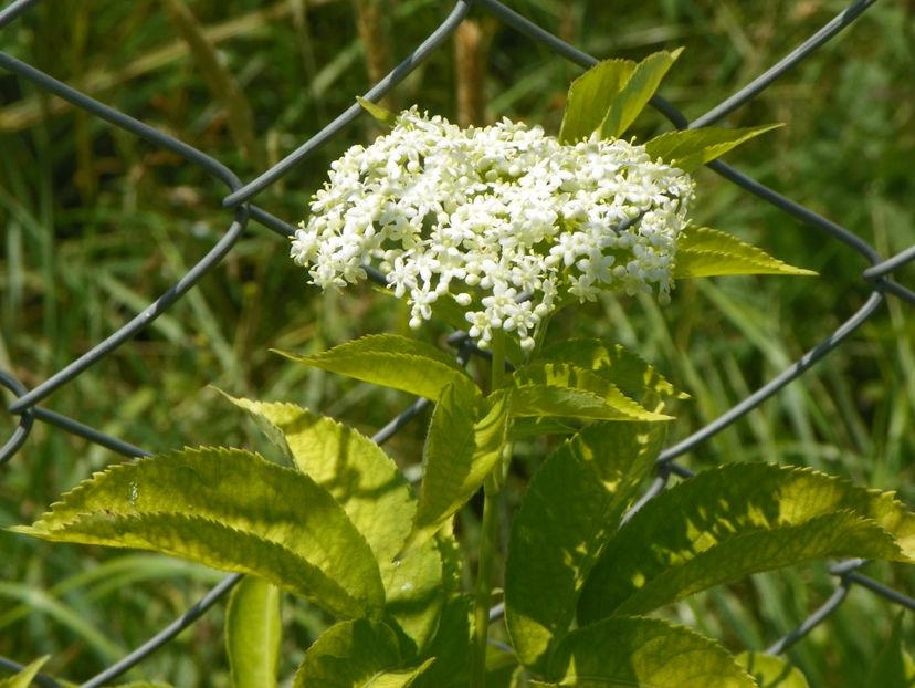 sambucus nigra Aurea - Dobarland 2018 2