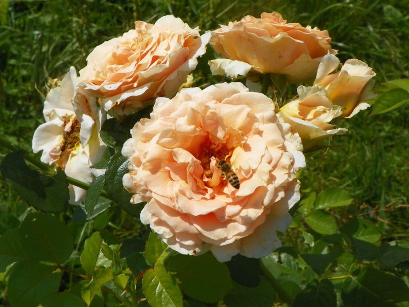 Polka - Trandafiri 2018 2