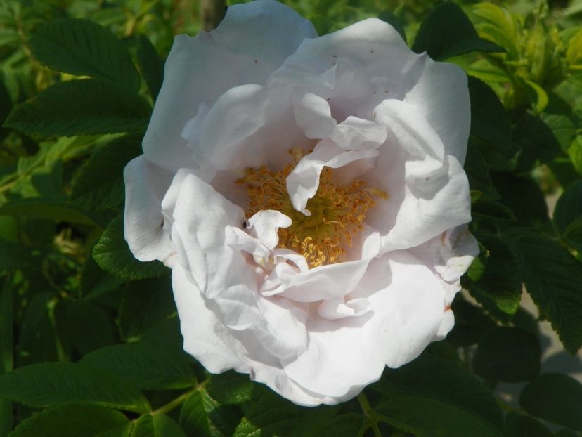 Snow Pavement - Trandafiri 2018 2