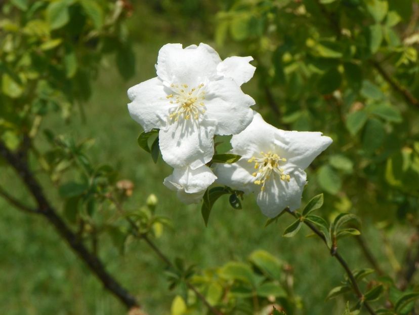 philadelphus Beauclerk - Dobarland 2018 2
