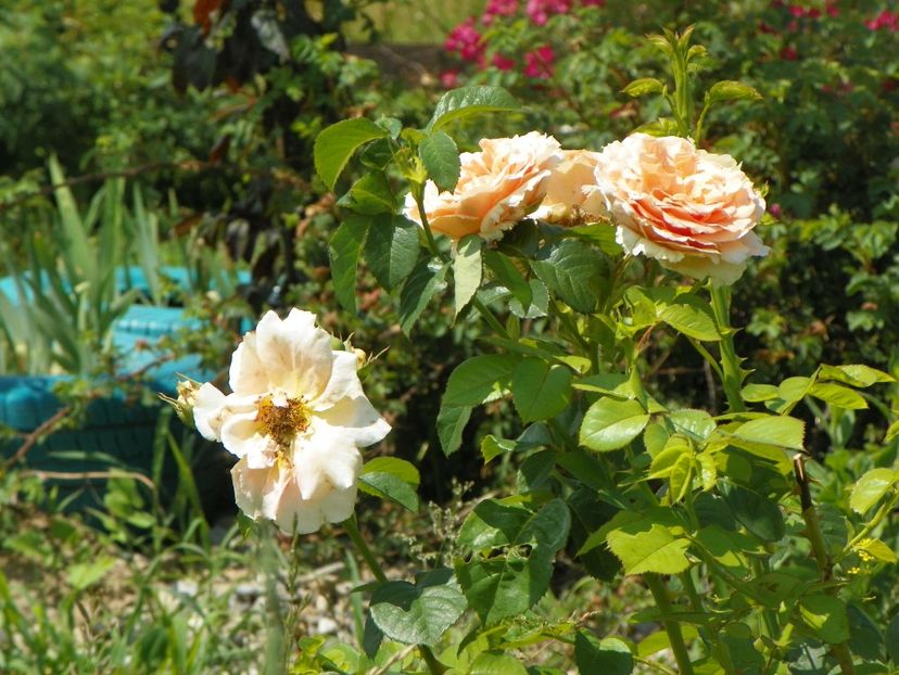 Polka - Trandafiri 2018 2