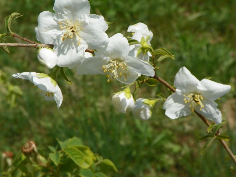 philadelphus Beauclerk - Dobarland 2018 2