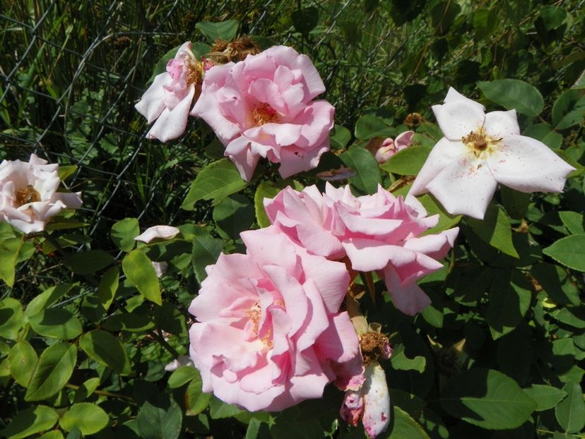 Kathleen Harrop - Trandafiri 2018 2