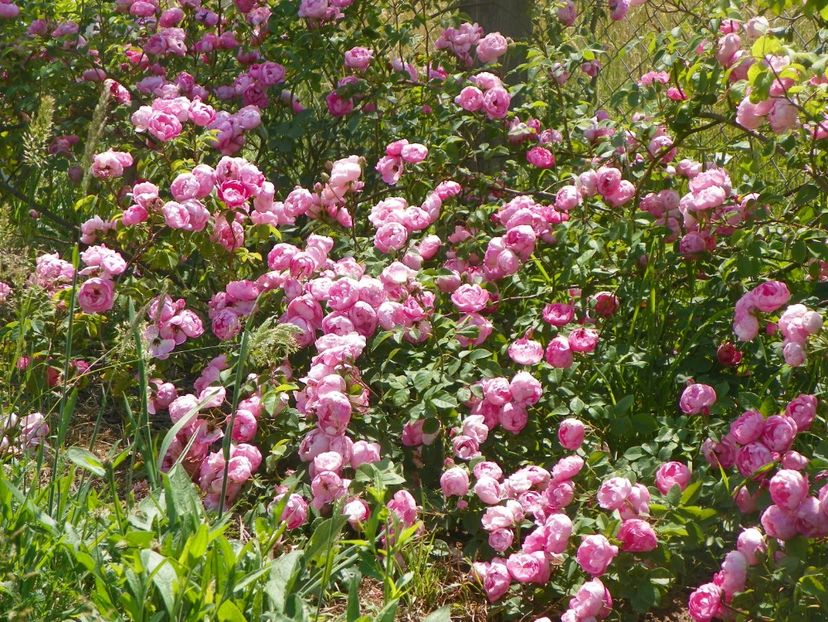 Raubritter - Trandafiri 2018 2