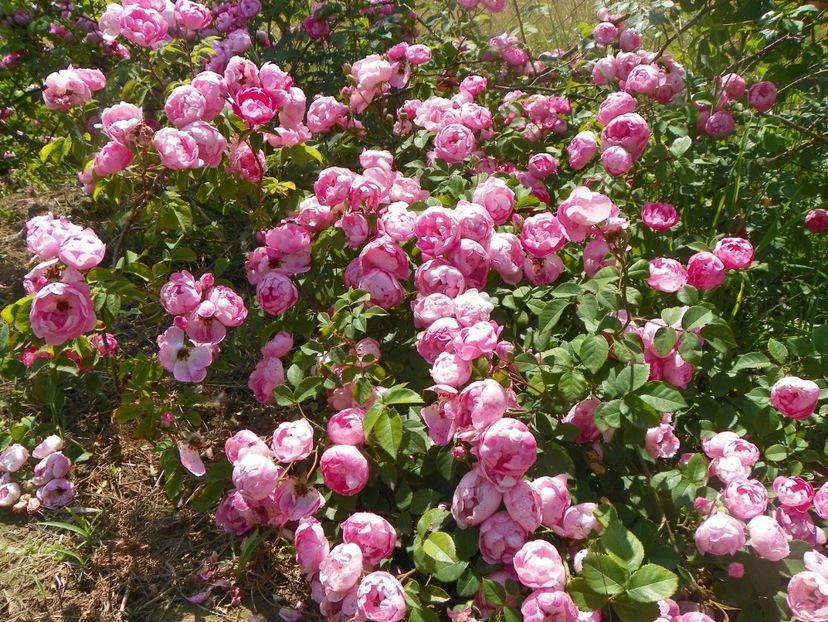 Raubritter - Trandafiri 2018 2