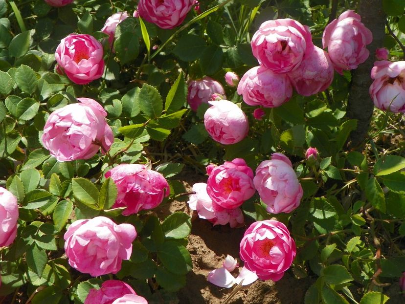 Raubritter - Trandafiri 2018 2