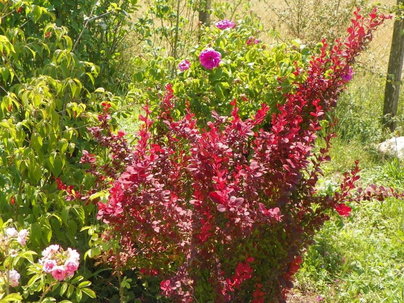 berberis Orange Rocket - Dobarland 2018 2