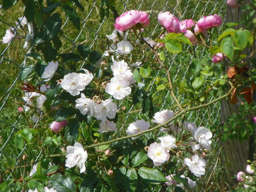 Dentelle de Malines si Raubritter - Trandafiri 2018 2