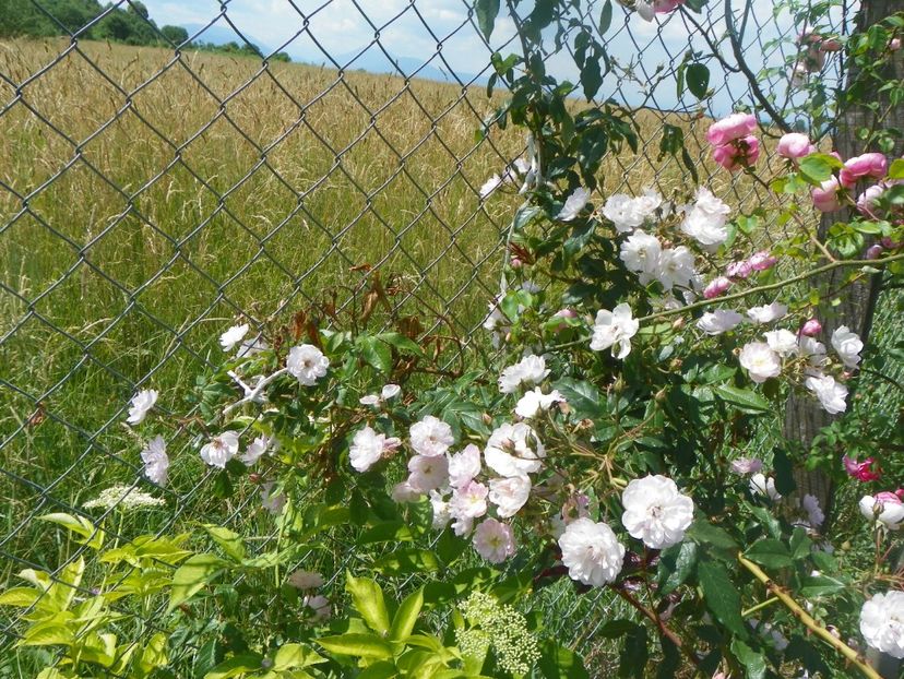 Dentelle de Malines - Trandafiri 2018 2