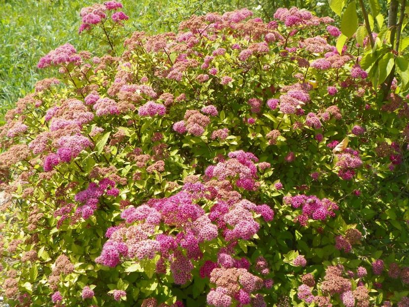 spiraea Magic Carpet - Dobarland 2018 2