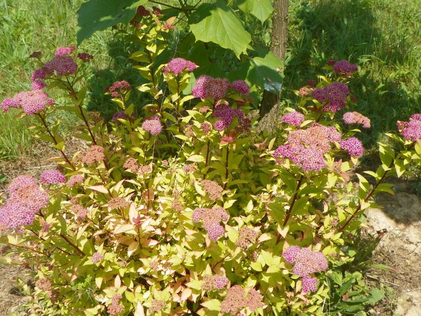 spiraea Firelight - Dobarland 2018 2