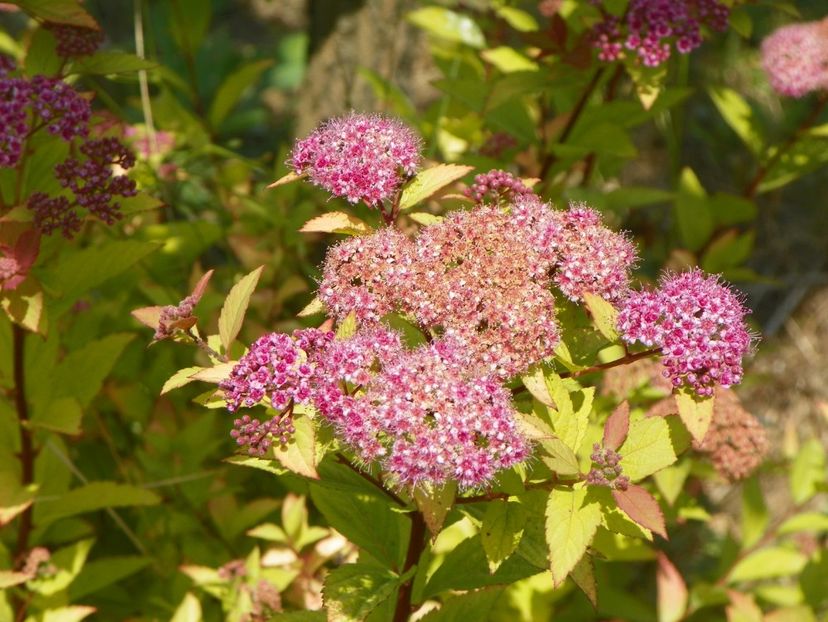 spiraea Firelight - Dobarland 2018 2