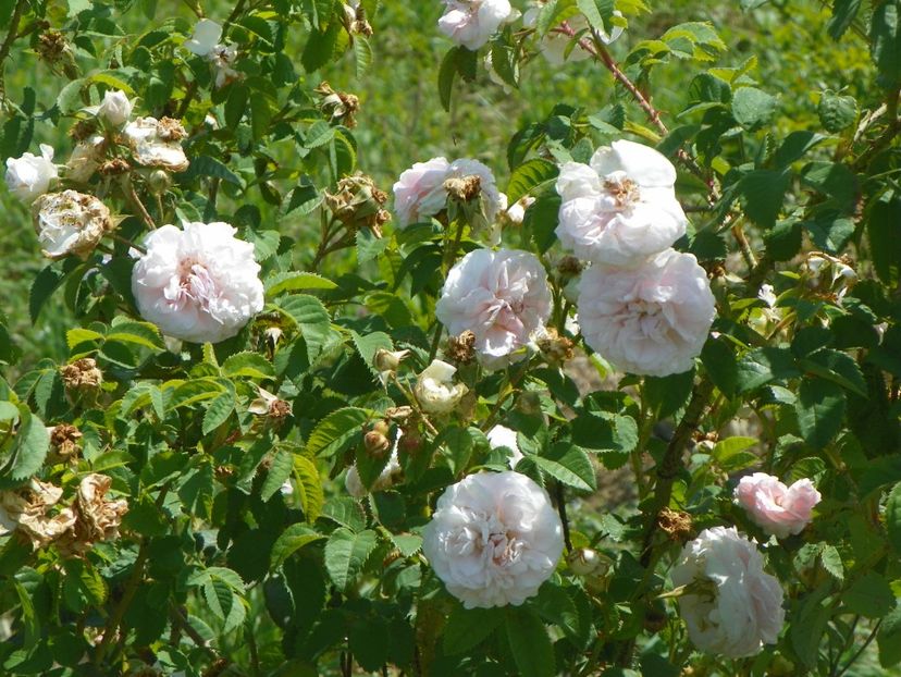 Felicite Parmentier - Trandafiri 2018 2