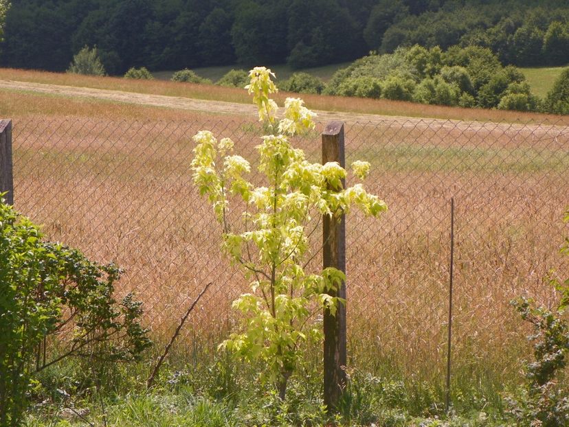 acer negundum Kelly's Gold - Dobarland 2018 2