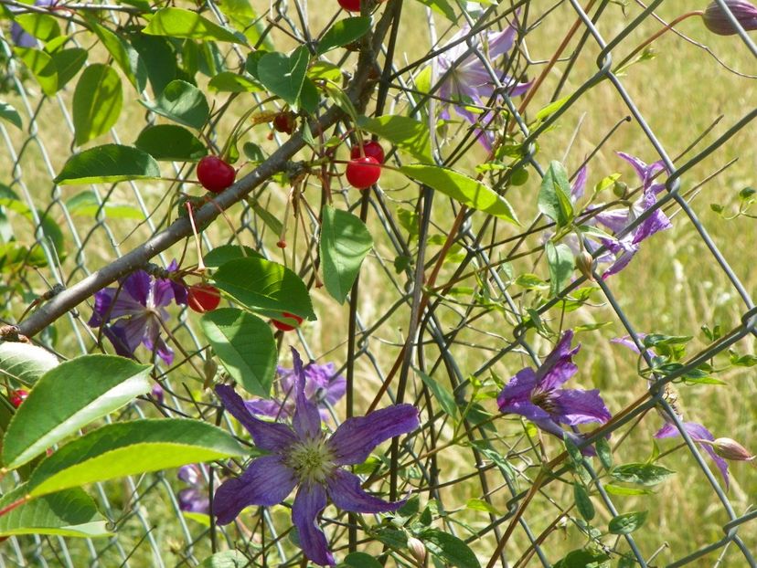 clematis Solina - Dobarland 2018 2