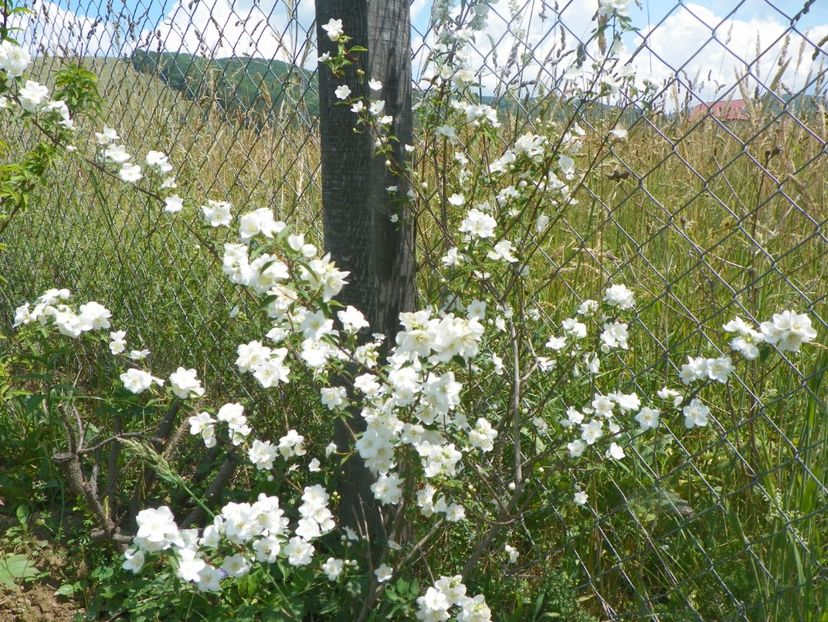 philadelphus Innocence - Dobarland 2018 2