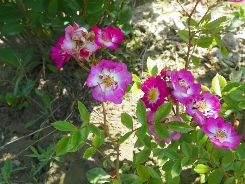 Hermann Schmidt - Trandafiri 2018 2