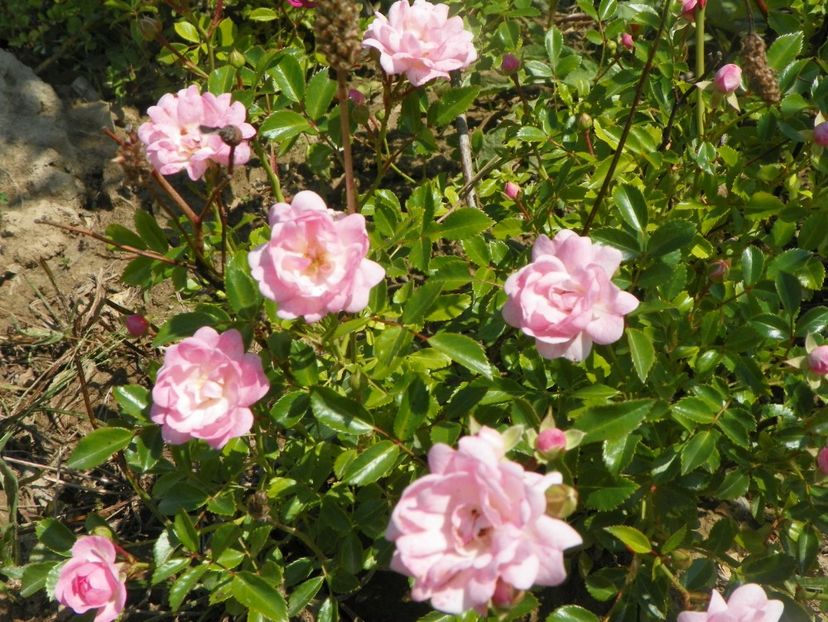 The Fairy - Trandafiri 2018 2