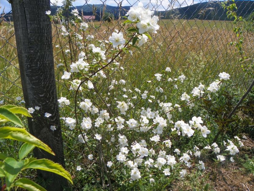 philadelphus Innocence - Dobarland 2018 2