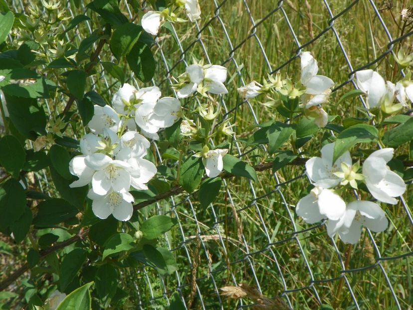 philadelphus Virginal - Dobarland 2018 2