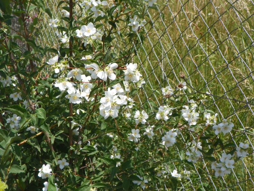 philadelphus Karolinka - Dobarland 2018 2