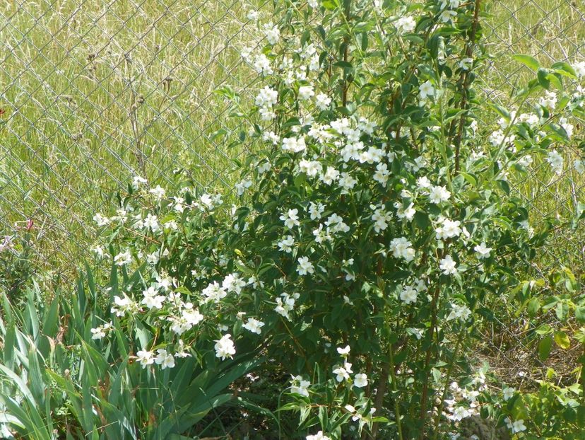 philadelphus Karolinka - Dobarland 2018 2