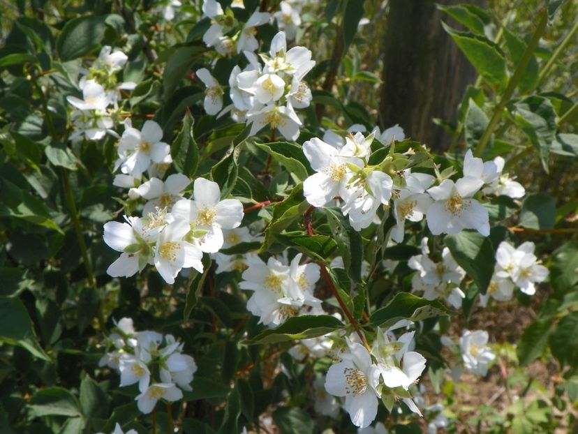 philadelphus Karolinka - Dobarland 2018 2