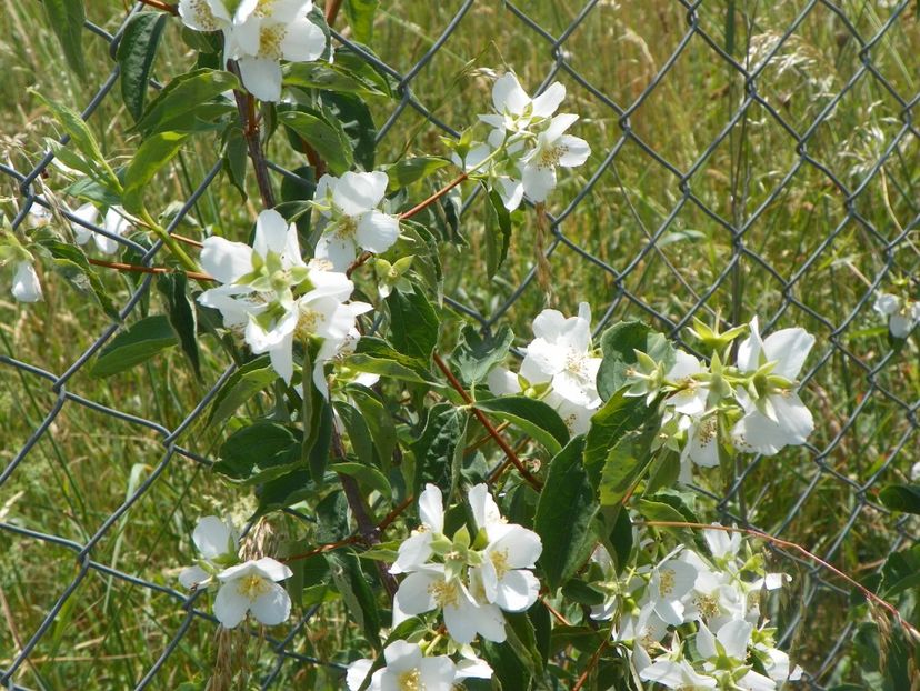 philadelphus Karolinka - Dobarland 2018 2