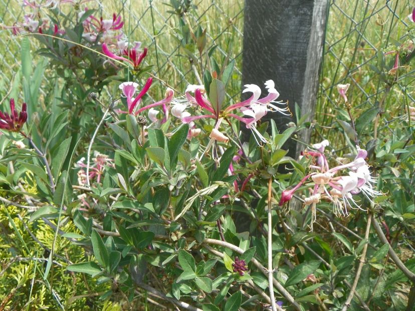 lonicera Serotina - Dobarland 2018 2