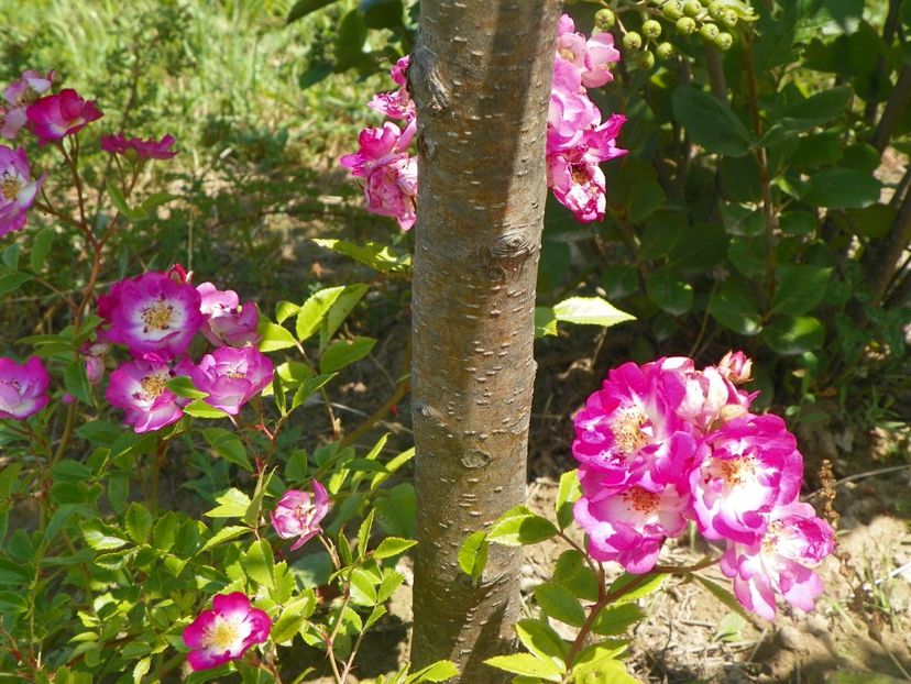 Hermann Schmidt - Trandafiri 2018 2