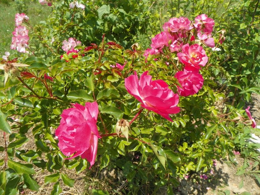 Maxi Vita - Trandafiri 2018 2