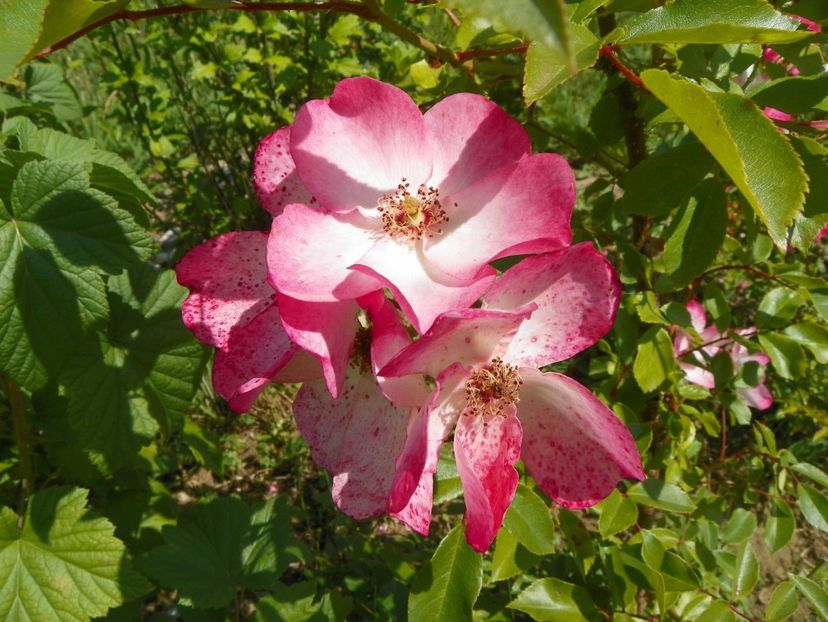 Rush - Trandafiri 2018 2