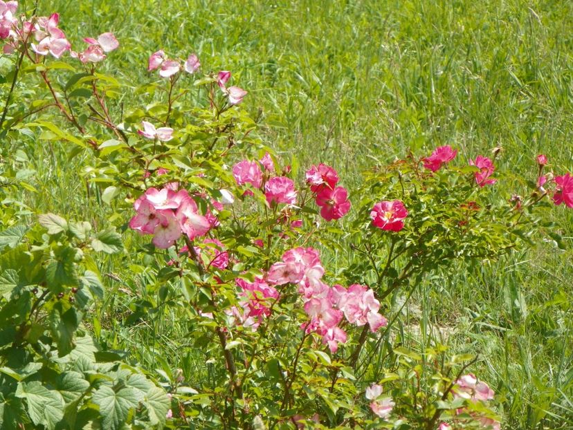 Rush si Maxi Vita - Trandafiri 2018 2