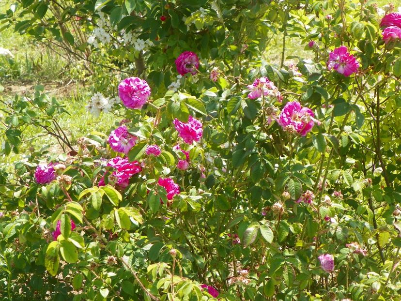 Ambroise Paree - Trandafiri 2018 2