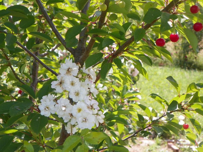 Francine Austin - Trandafiri 2018 2