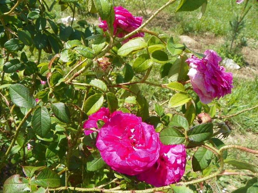 Ambroise Paree - Trandafiri 2018 2