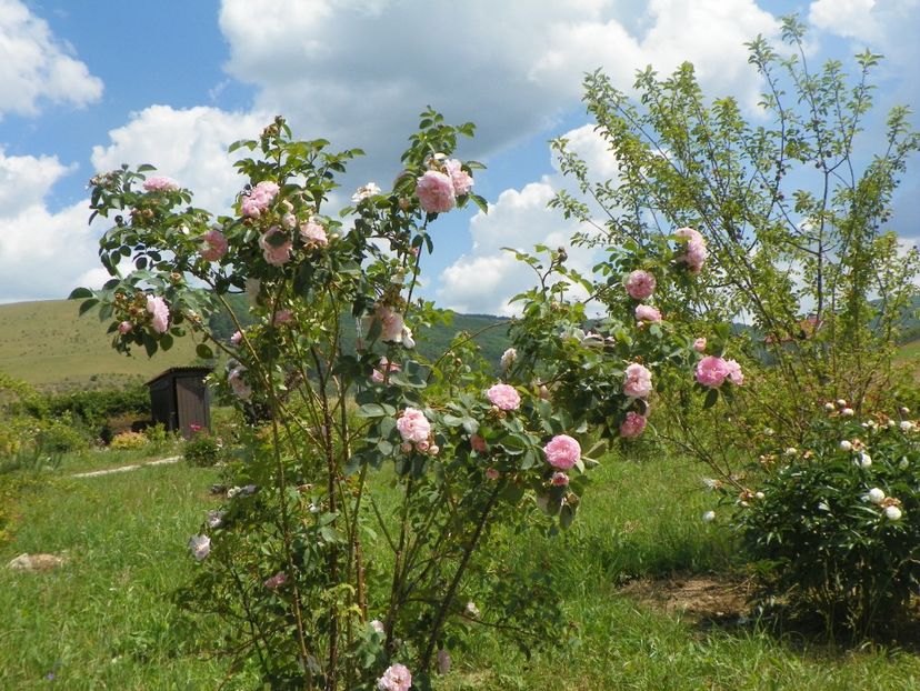 Cuisse de Nymphe - Trandafiri 2018 2