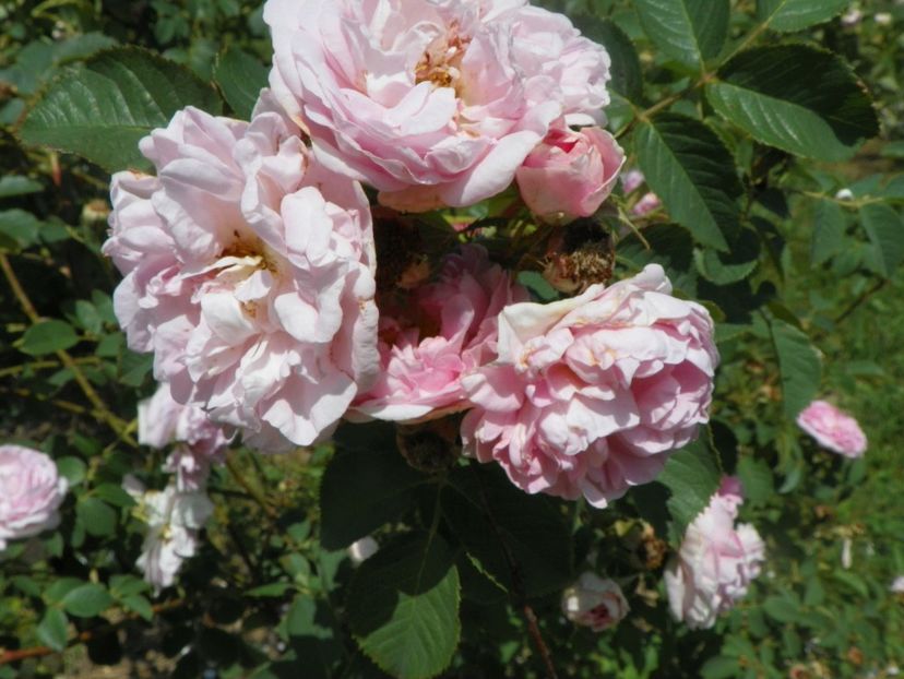 Cuisse de Nymphe - Trandafiri 2018 2