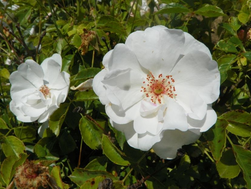 Dominique Loiseau - Trandafiri 2018 2