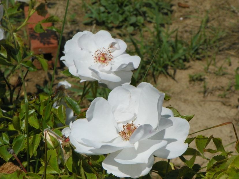 Dominique Loiseau - Trandafiri 2018 2