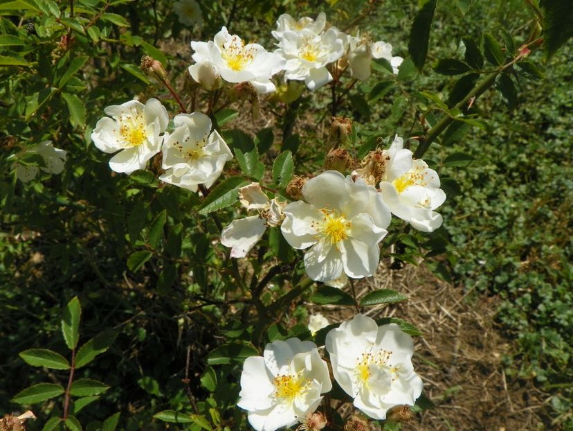 Darlow's Enigma - Trandafiri 2018 2