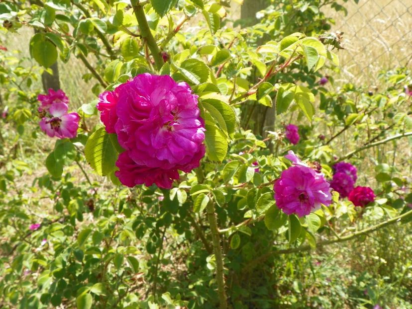 General Stefanik - Trandafiri 2018 2