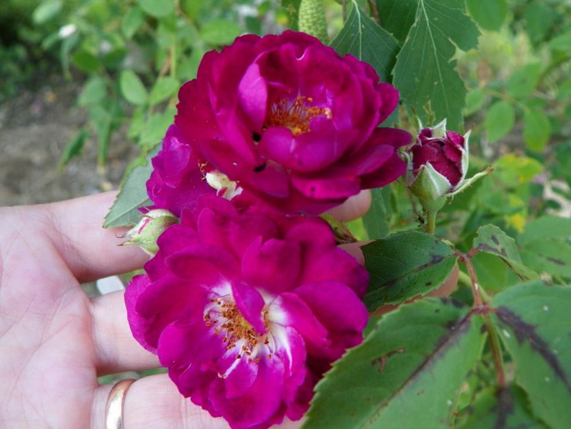 Chewpurplex - Trandafiri 2018 2